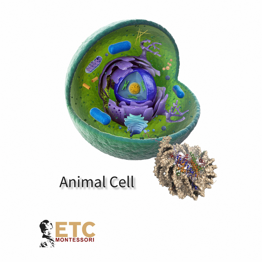 Animal Cell (English) - Nienhuis AMI