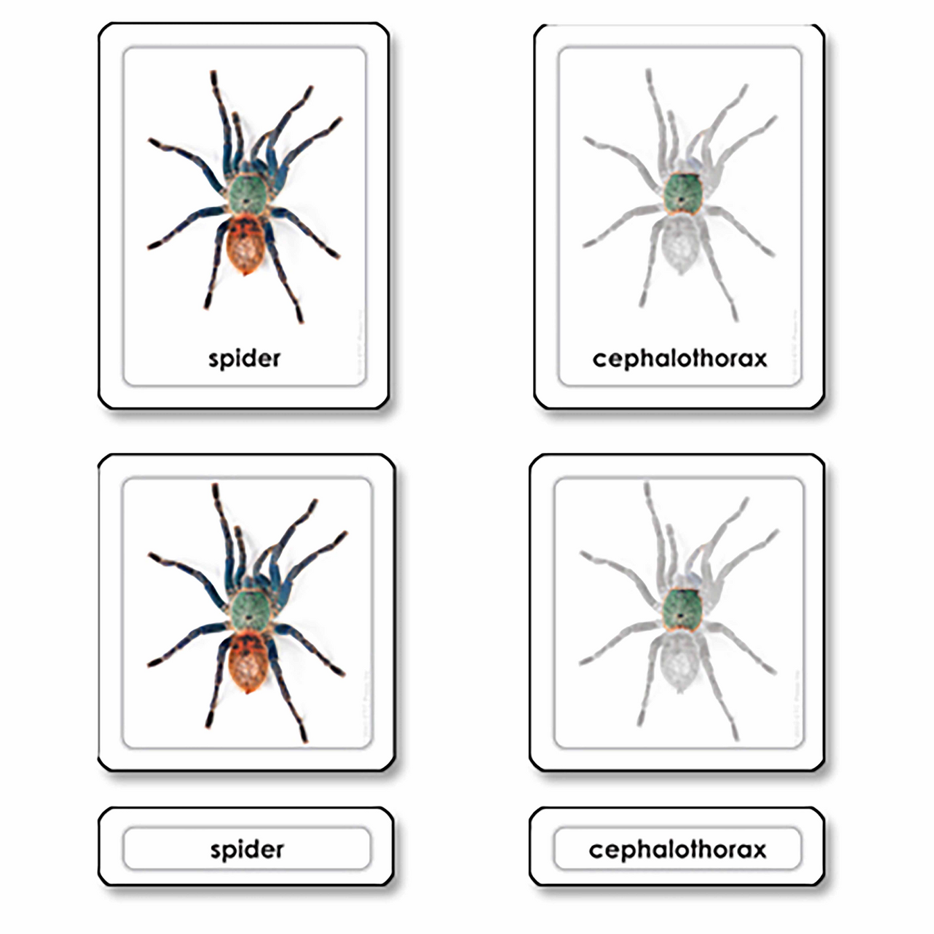 Parts of a spider-arachnid (in English) - Nienhuis AMI – Ma Petite ...