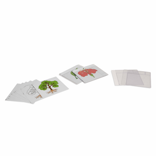 First botany card game in English - Nienhuis AMI