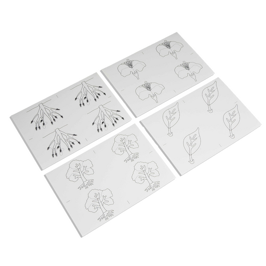 Botany Drawing Templates - Nienhuis AMI