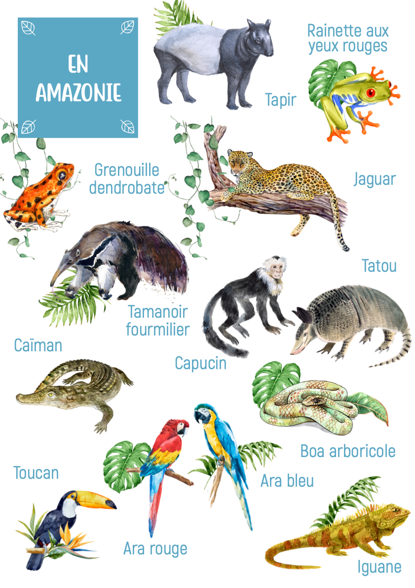 Posters des animaux d'Amazonie